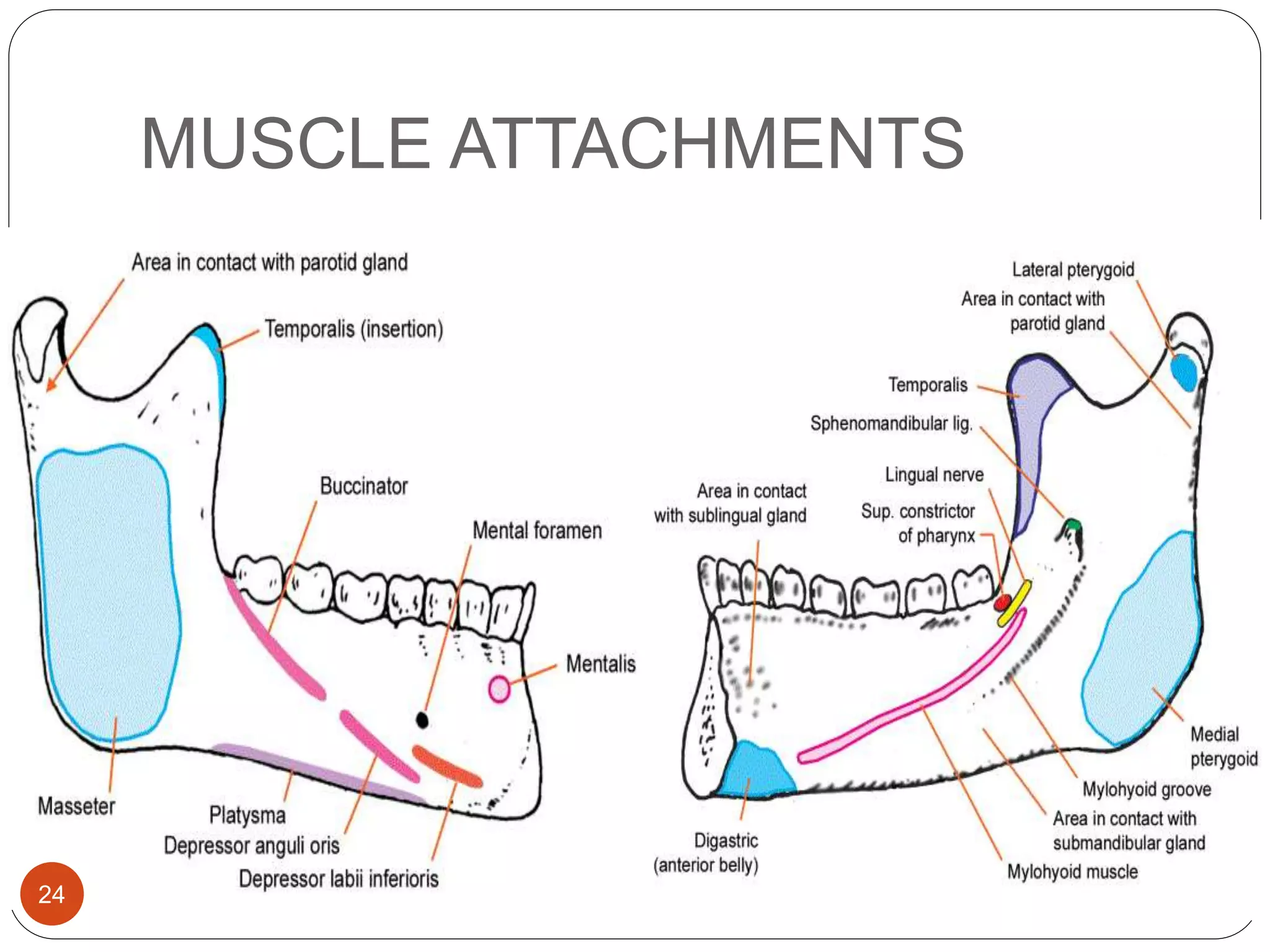 prenatal and post natal growth of mandible | PPTX