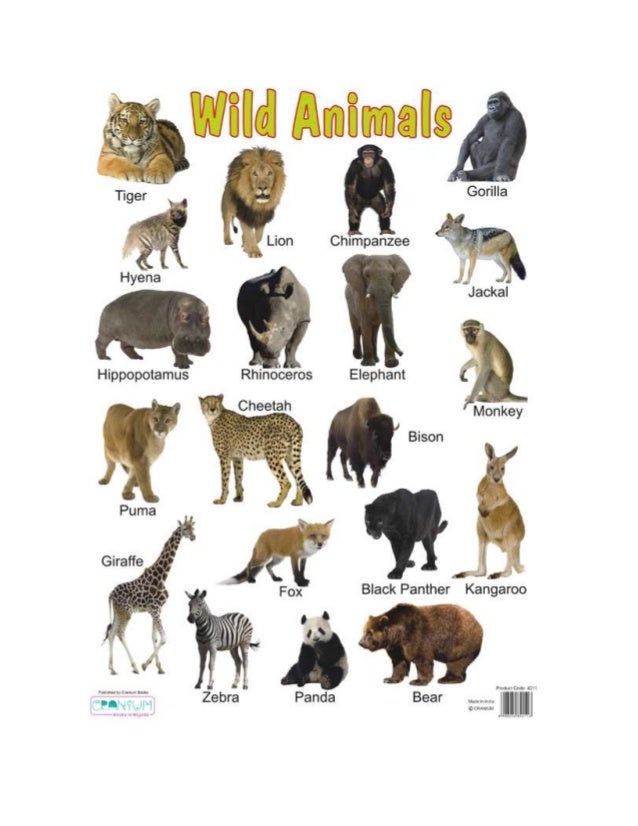 paragraph on plant and animal paragraph on plant and animal