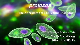 protozoa
-The Ancestors Of The Animal Kingdom.
Mahima Mahesh Naik
Marine Microbiology
GOA UNIVERSITY
 