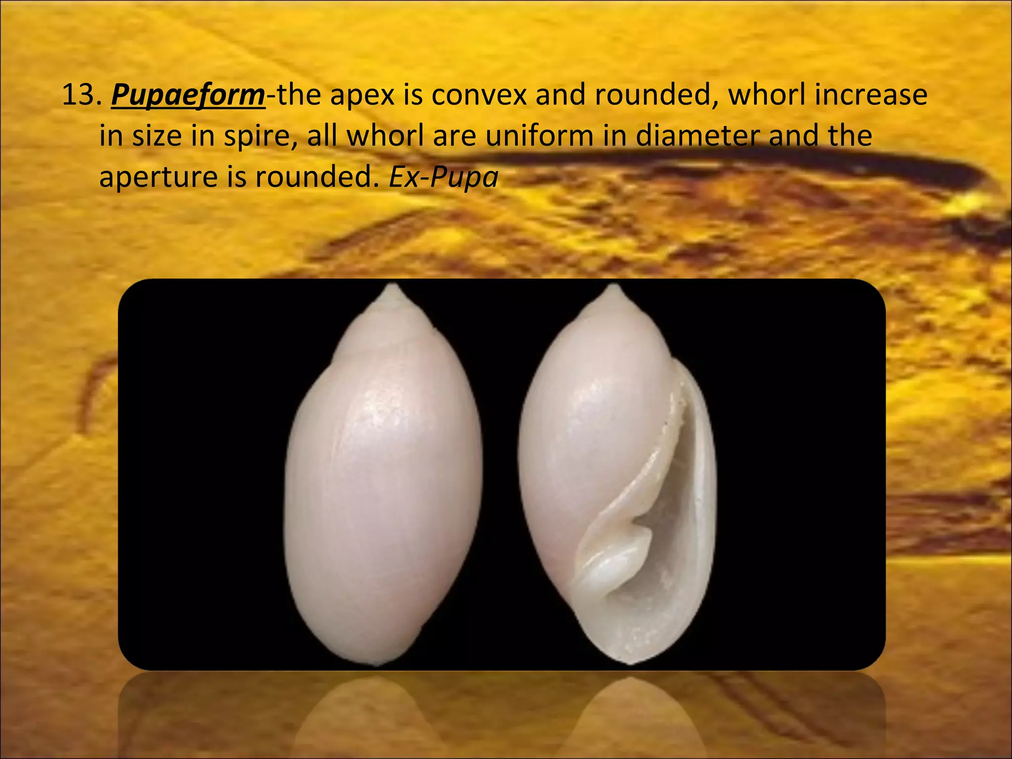 Pupaeform Shell MORPHOLOGY AND EVOLUTION TREND OF GASTROPOD | PPT