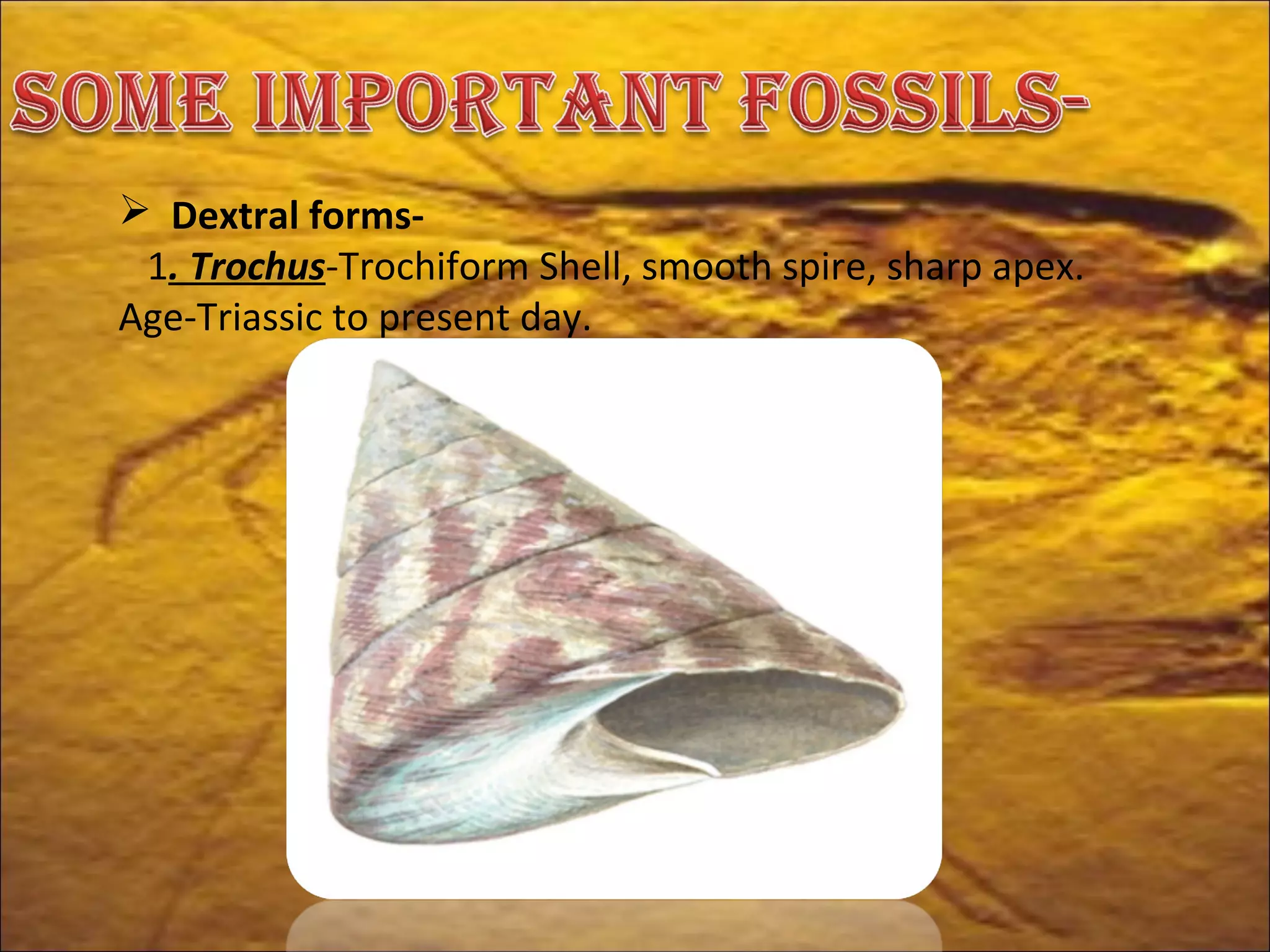 MORPHOLOGY AND EVOLUTION TREND OF GASTROPOD | PPT