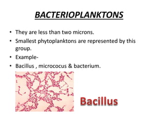 MICROPLANKTONS
• Size ranges from 20 to 200 microns.
• Large phytoplanktons & small zooplanktons belong
to this group.
• E...