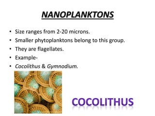 MACROPLANKTONS
• Size ranges from 200 to 2000 microns.
• Visible by naked eyes.
• They includes copepods.
• Example-
• Cal...
