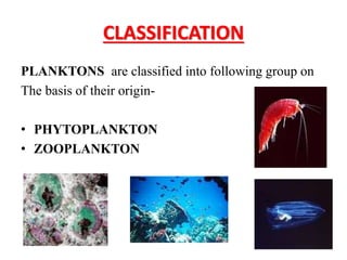 CLASSIFICATION
PLANKTONS are classified into following group on
The basis of their origin-
• PHYTOPLANKTON
• ZOOPLANKTON
 