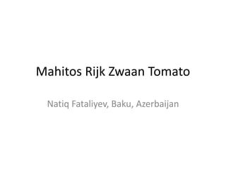 Mahitos Rijk Zwaan Tomato
Natiq Fataliyev, Baku, Azerbaijan
 