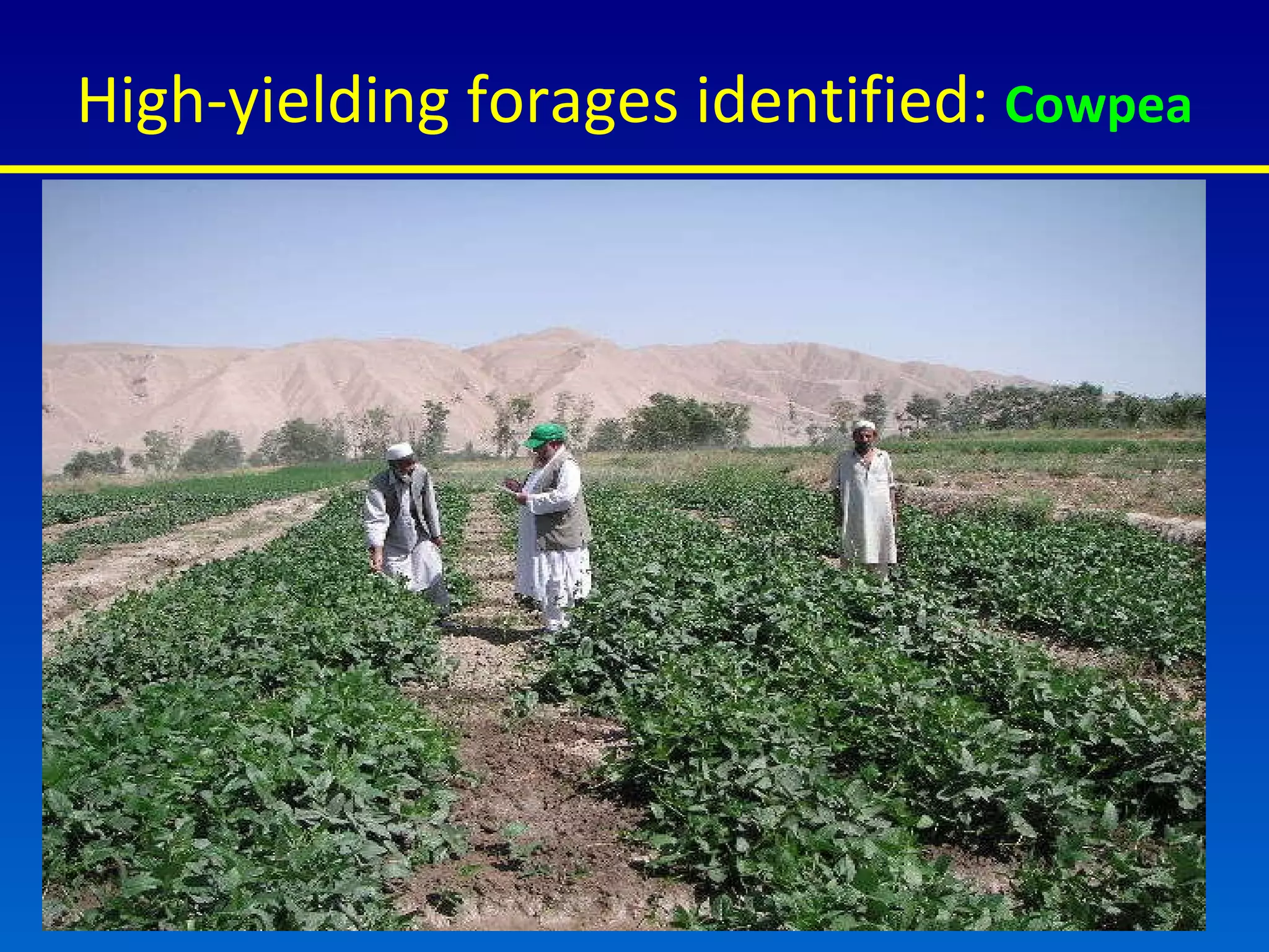 High-yielding forages identified:  Cowpea 