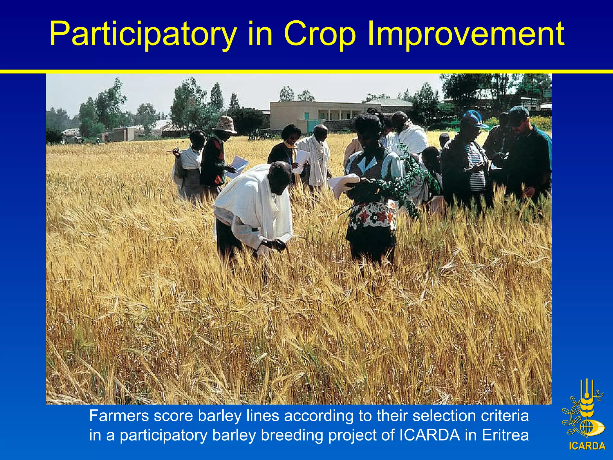 Participatory in Crop Improvement Farmers score barley lines according to their selection criteria in a participatory barley breeding project of ICARDA in Eritrea  