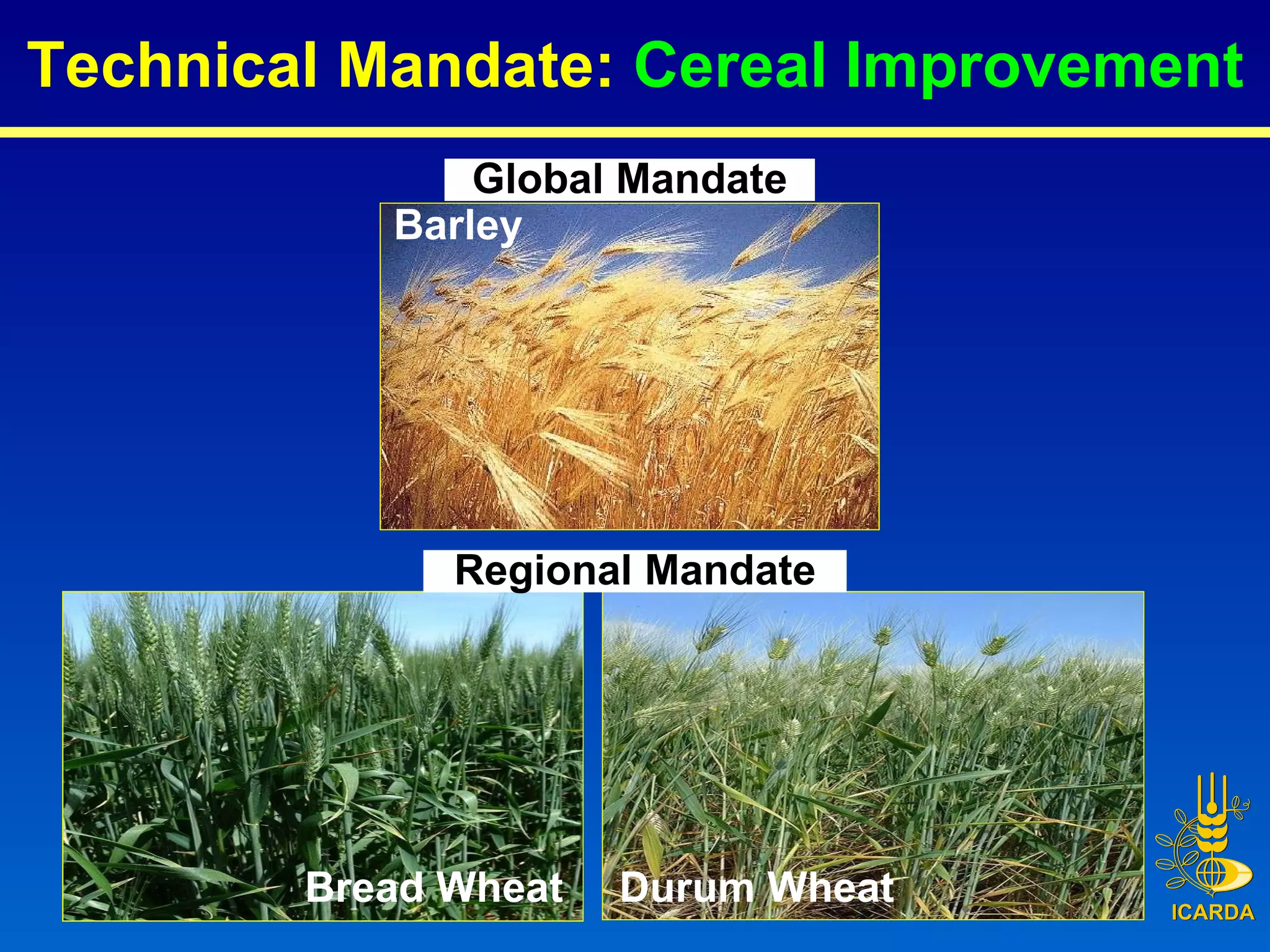 Technical Mandate:  Cereal Improvement Barley Global Mandate Bread Wheat Durum Wheat Regional Mandate 