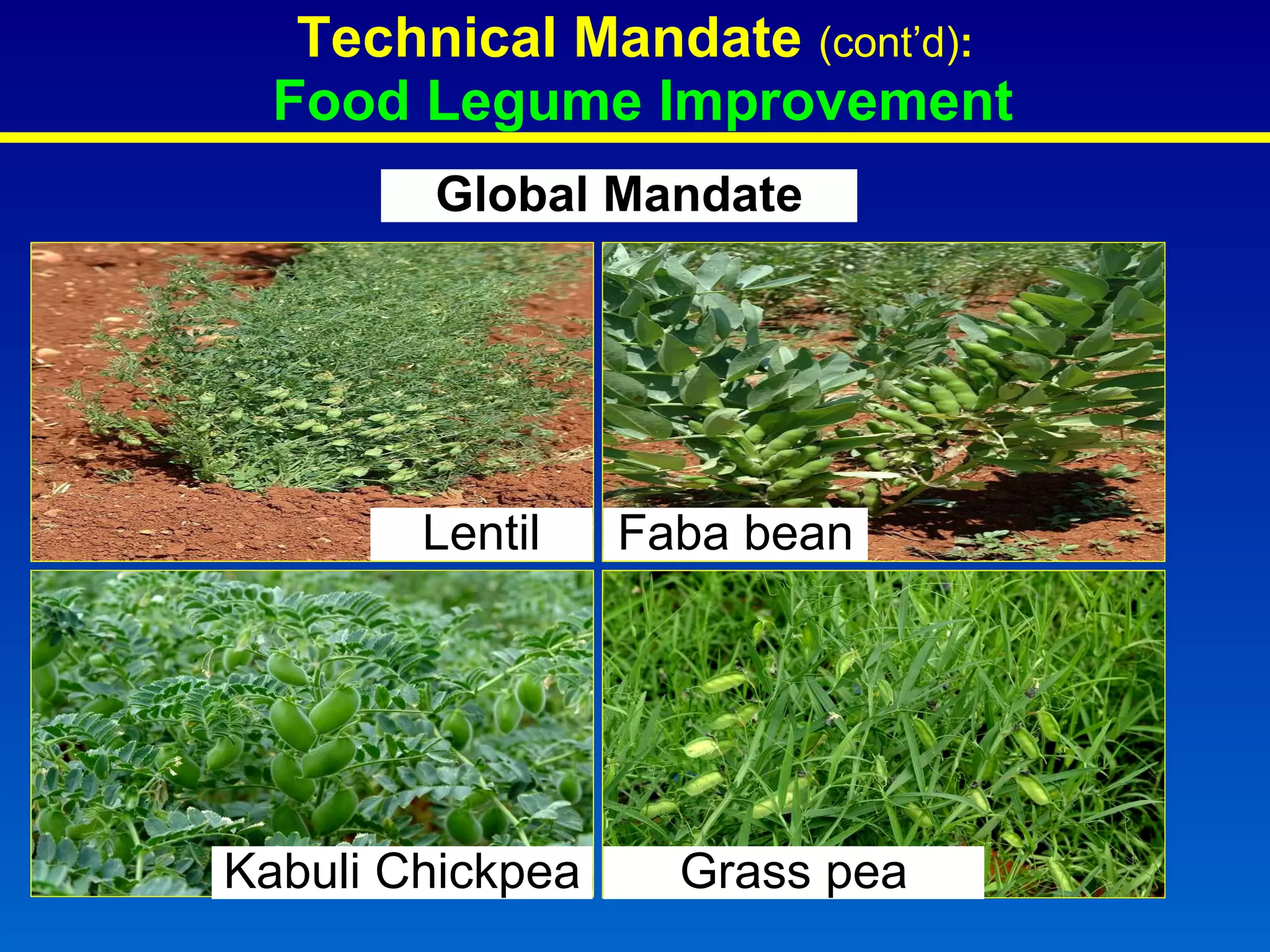 Technical Mandate  (cont’d) :   Food Legume Improvement Global Mandate Lentil Kabuli Chickpea Grass pea Faba bean 