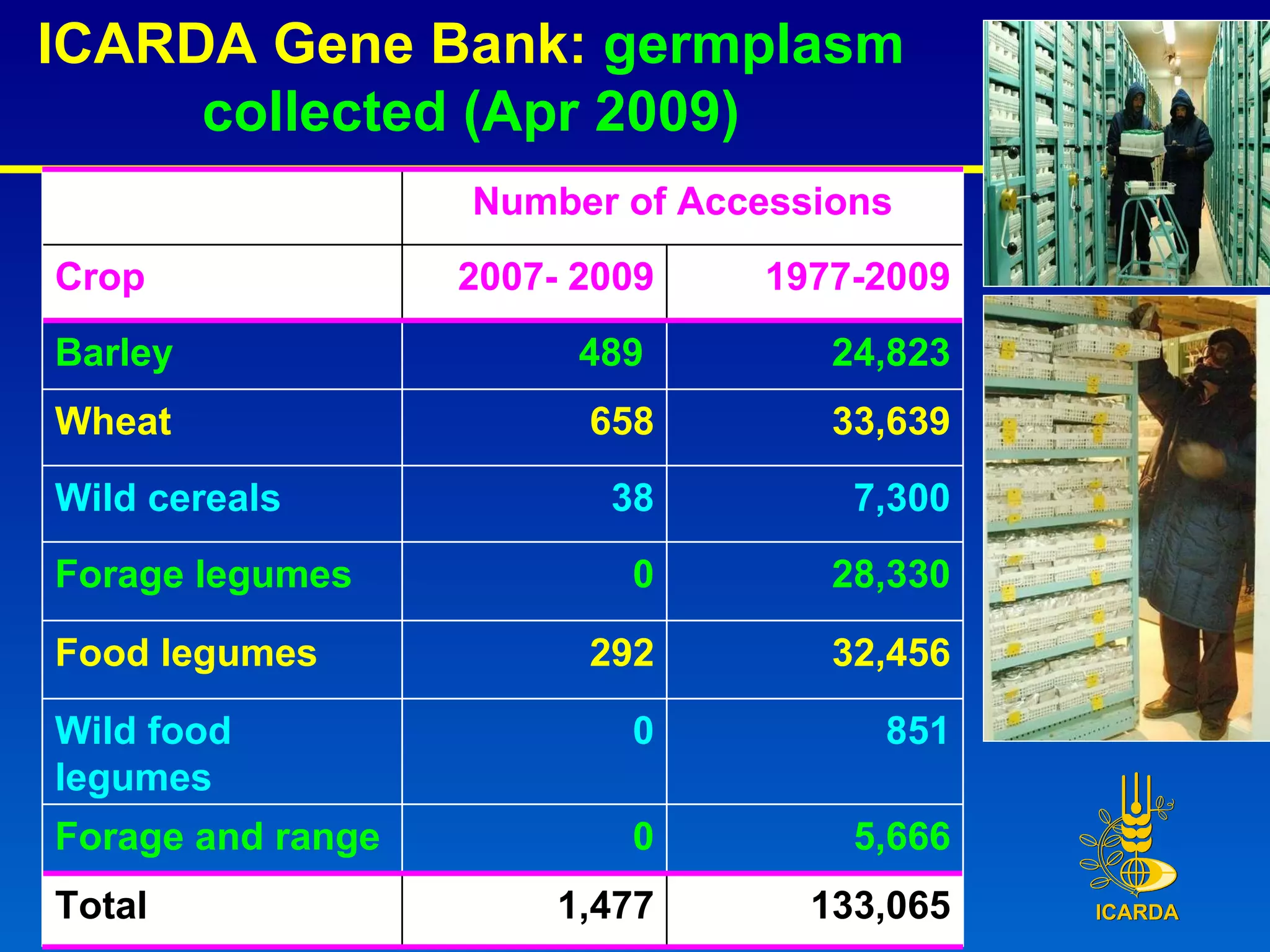 ICARDA Gene Bank:  germplasm collected (Apr 2009) Number of Accessions Crop 2007- 2009 1977-2009 Barley  489  24,823 Wheat 658 33,639 Wild cereals 38 7,300 Forage legumes 0 28,330 Food legumes 292 32,456 Wild food legumes 0 851 Forage and range 0 5,666 Total 1,477 133,065 