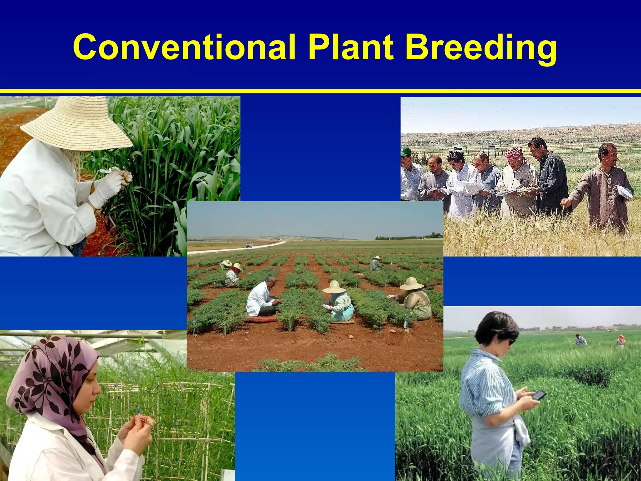 Conventional Plant Breeding 
