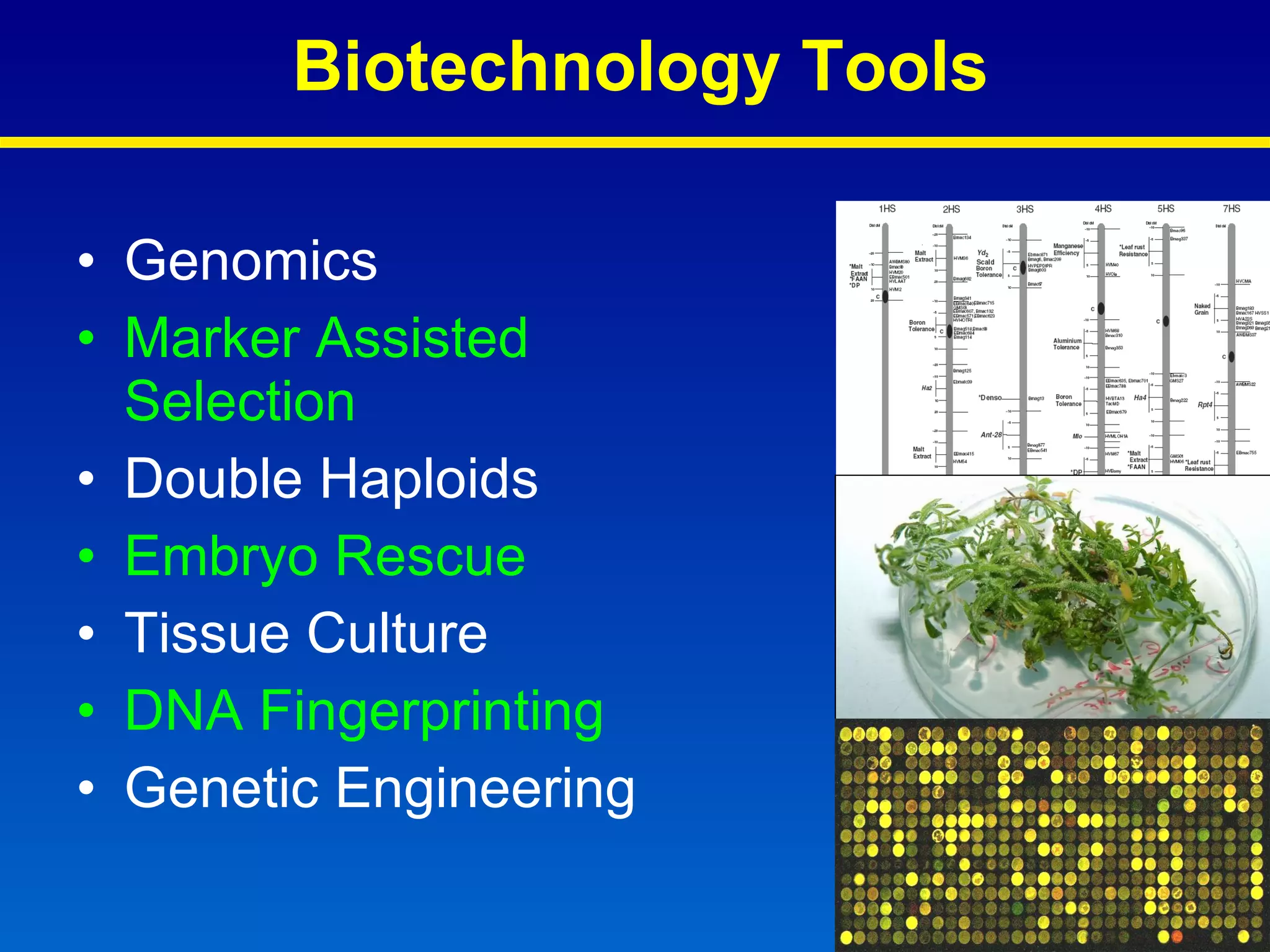 Genomics Marker Assisted Selection Double Haploids Embryo Rescue Tissue Culture DNA Fingerprinting Genetic Engineering Biotechnology Tools 