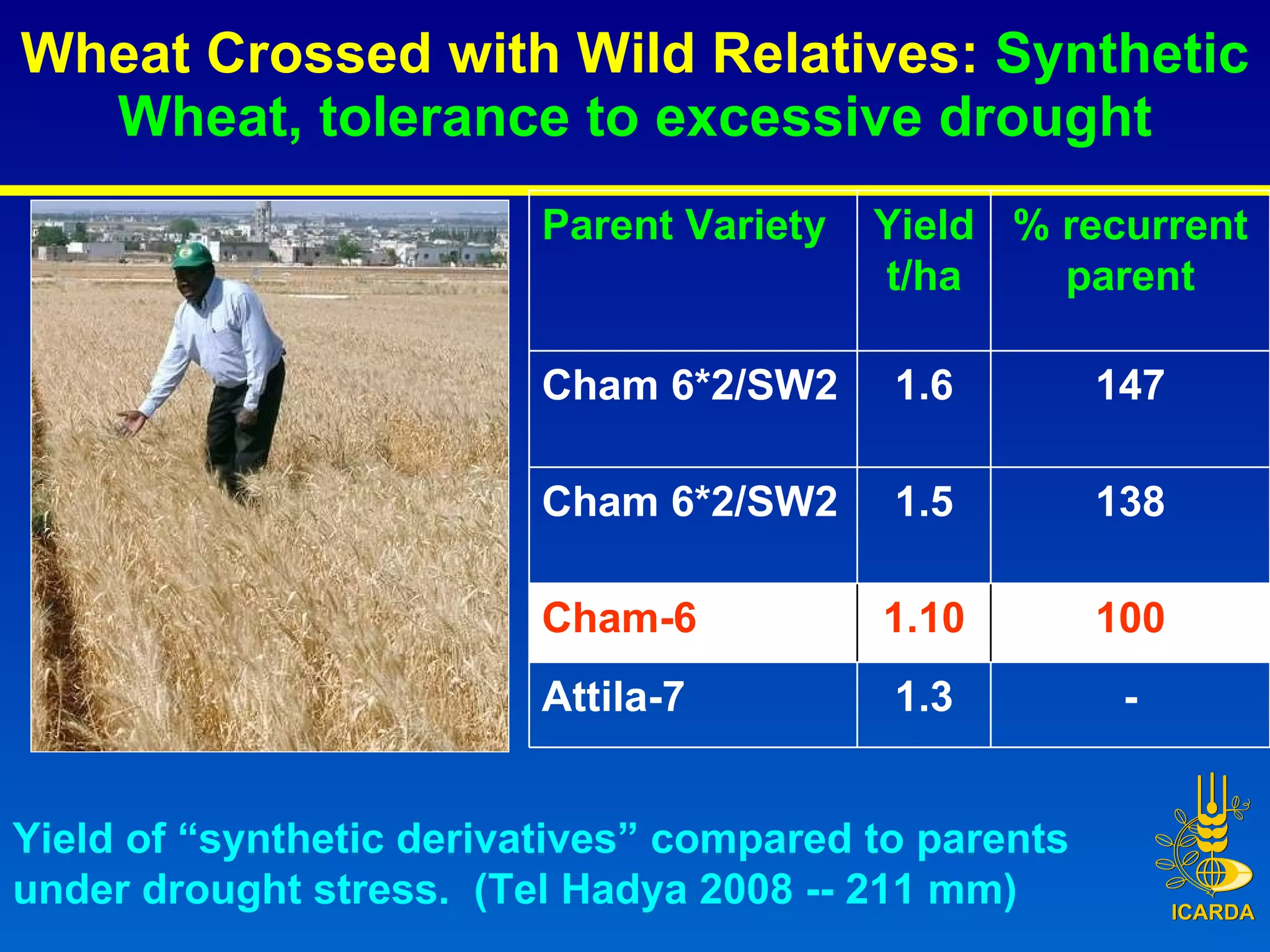 Wheat Crossed with Wild Relatives:  Synthetic Wheat, tolerance to excessive drought Yield of “synthetic derivatives” compared to parents  under drought stress.  (Tel Hadya 2008 -- 211 mm) Parent Variety Yield t/ha % recurrent parent Cham 6*2/SW2 1.6 147 Cham 6*2/SW2 1.5 138 Cham-6 1.10 100 Attila-7 1.3 - 