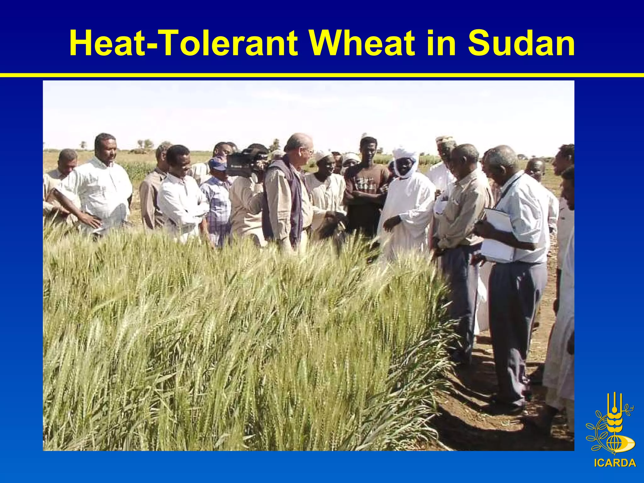Heat-Tolerant Wheat in Sudan 