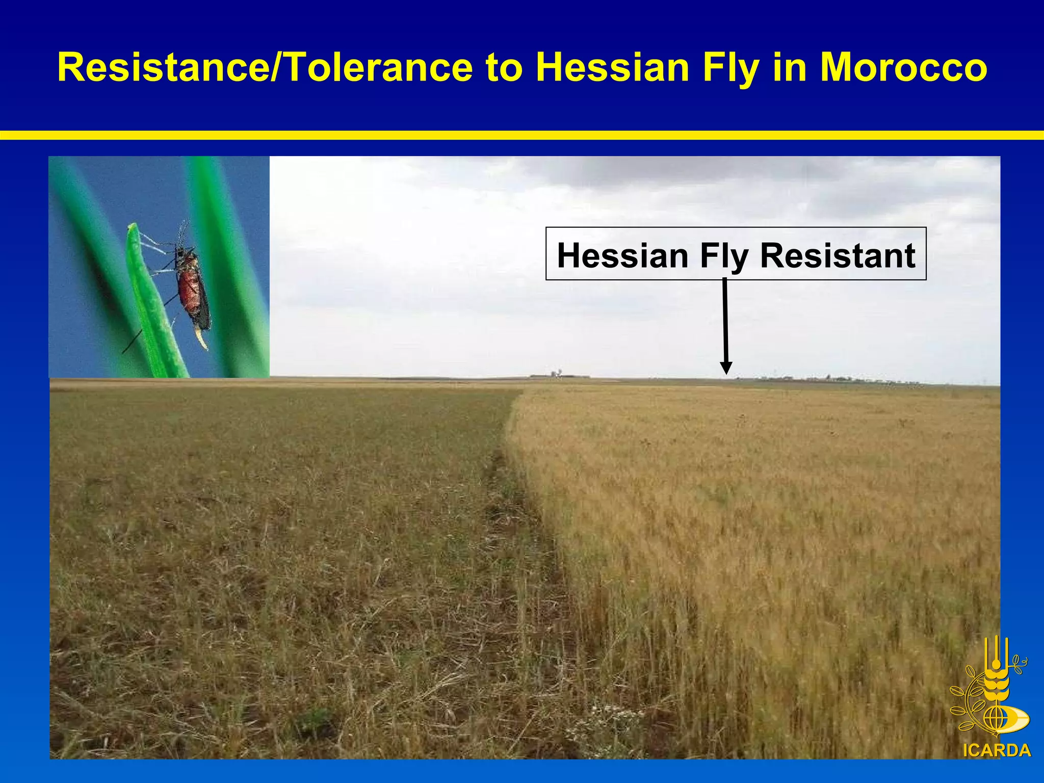 Resistance/Tolerance to Hessian Fly in Morocco Hessian Fly Resistant 