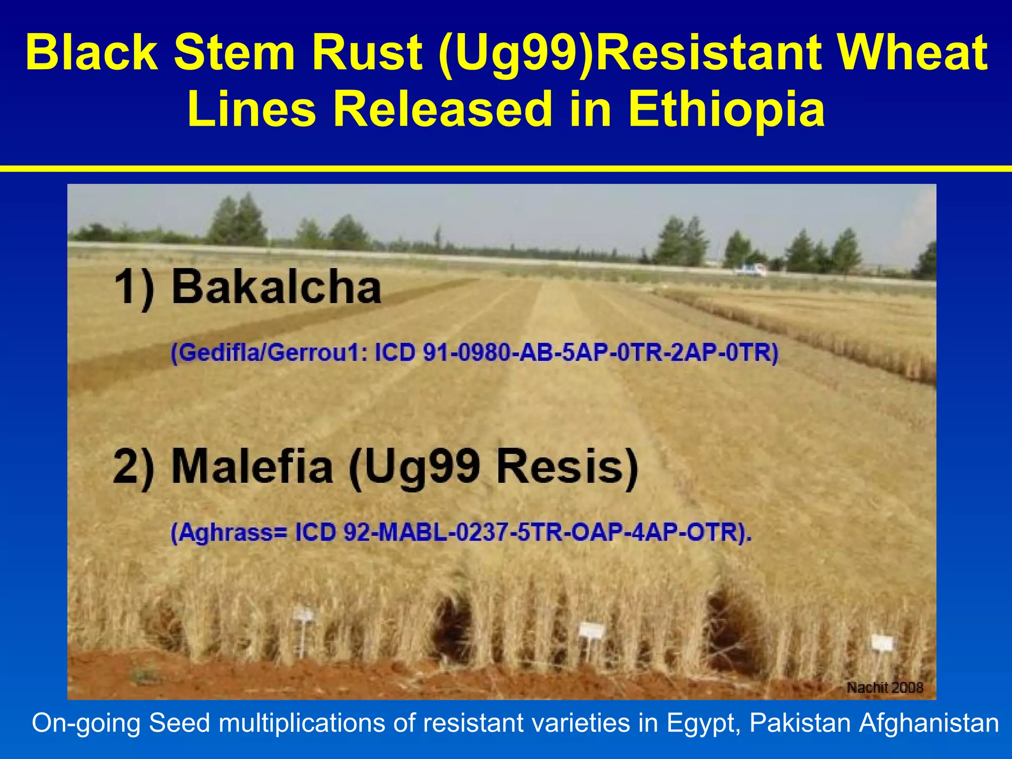 Black Stem Rust (Ug99)Resistant Wheat Lines Released in Ethiopia On-going Seed multiplications of resistant varieties in Egypt, Pakistan Afghanistan   