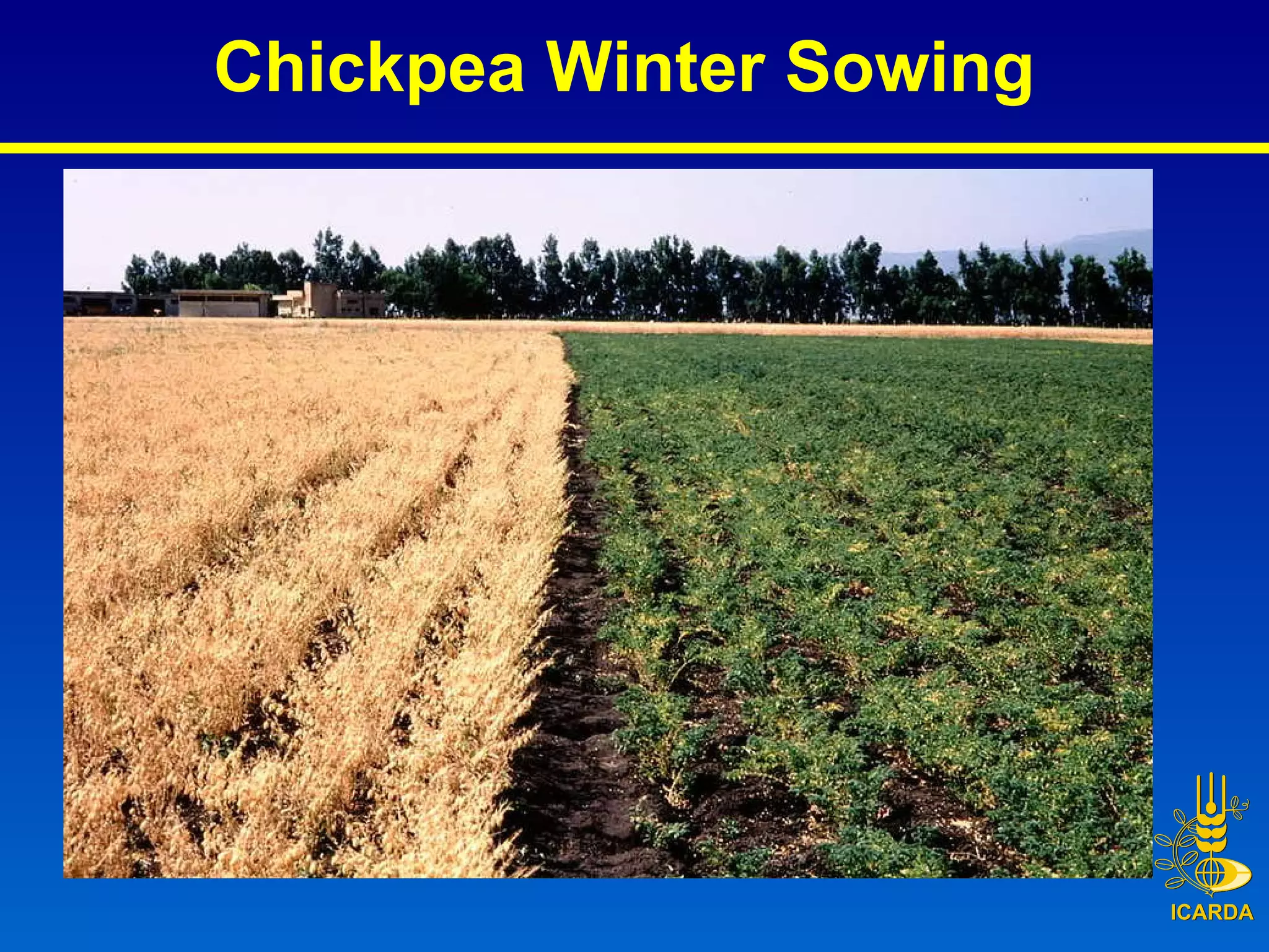 Chickpea Winter Sowing 