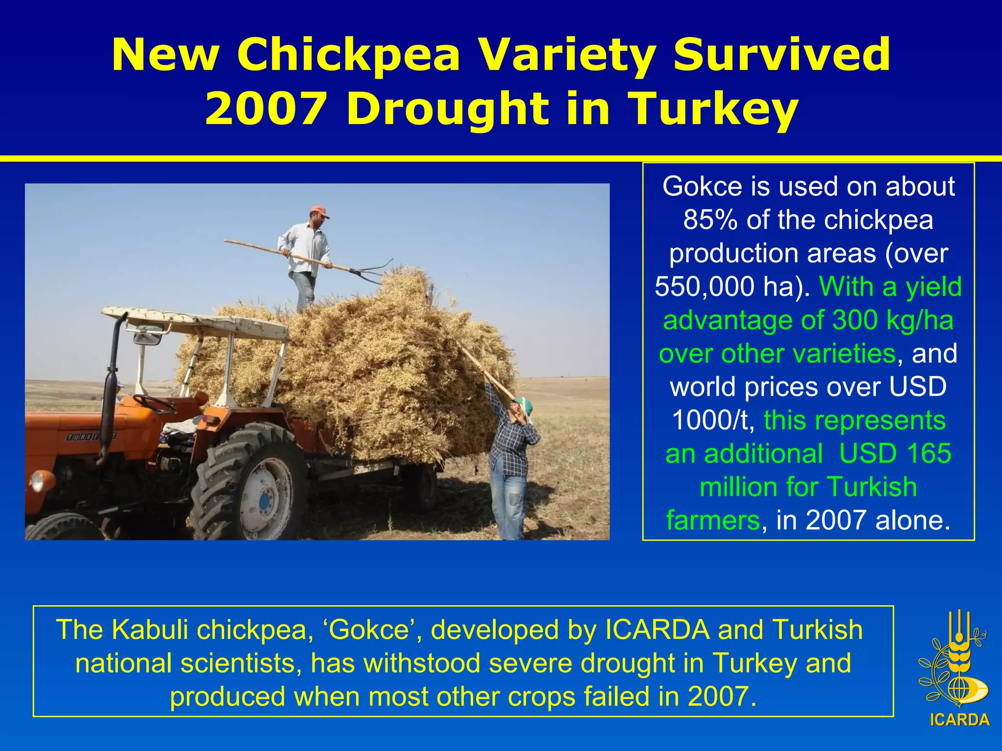 New Chickpea Variety Survived 2007 Drought in Turkey The Kabuli chickpea, ‘Gokce’, developed by ICARDA and Turkish  national scientists, has withstood severe drought in Turkey and produced when most other crops failed in 2007. Gokce is used on about 85% of the chickpea production areas (over 550,000 ha).  With a yield advantage of 300 kg/ha over other varieties , and world prices over USD 1000/t,  this represents an additional  USD 165 million for Turkish farmers , in 2007 alone. 