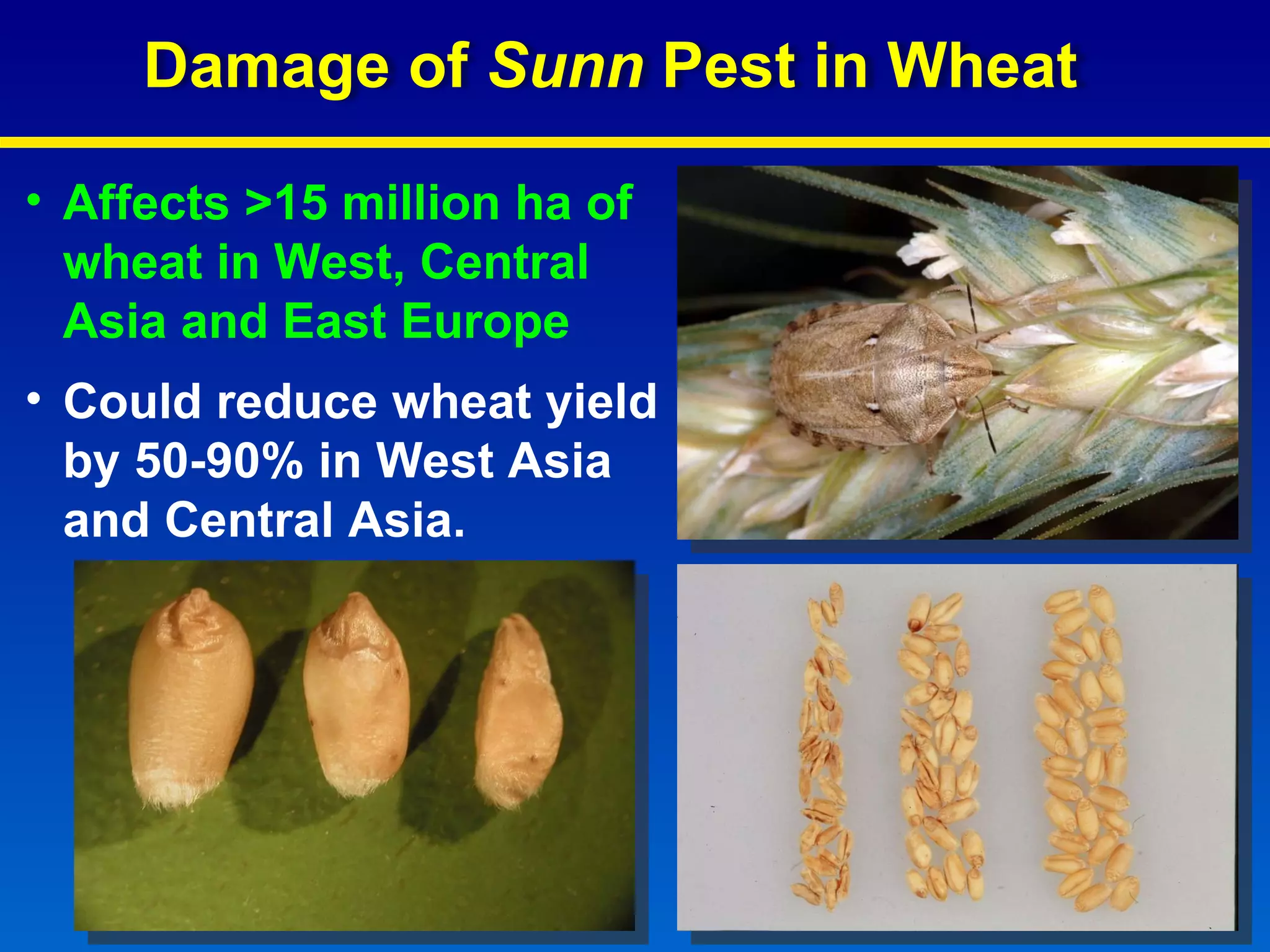Affects >15 million ha of wheat in West, Central Asia and East Europe Could reduce wheat yield by 50-90% in West Asia and Central Asia. Damage of  Sunn  Pest   in Wheat  