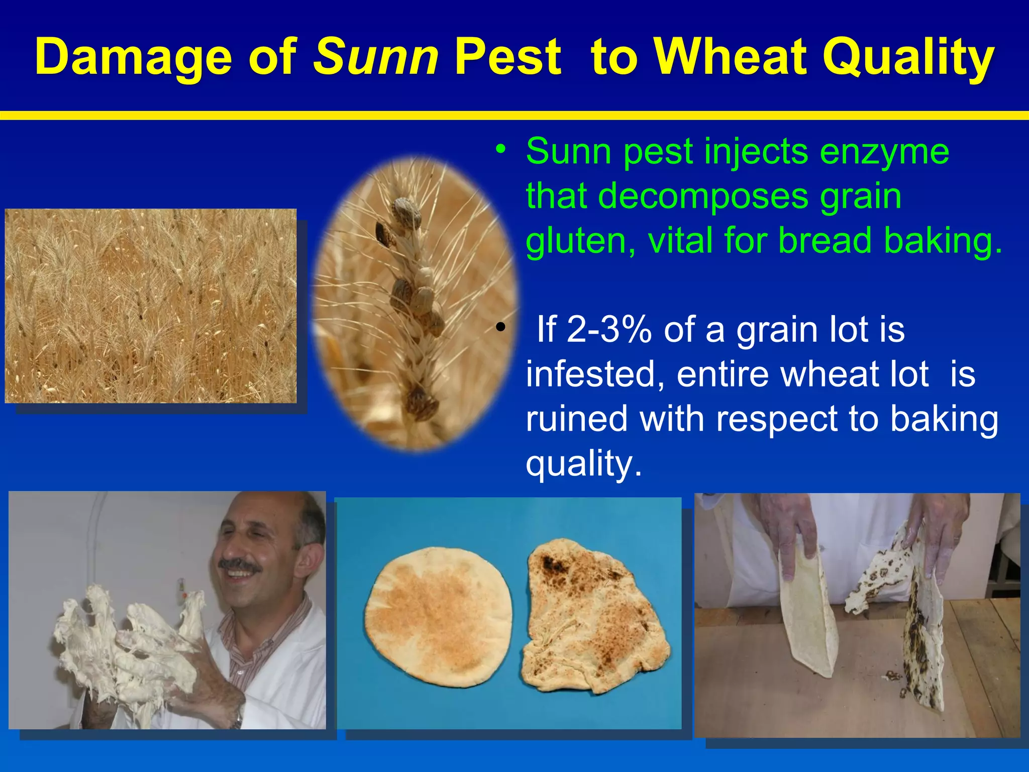 Sunn pest injects enzyme that decomposes grain gluten, vital for bread baking.  If 2-3% of a grain lot is infested, entire wheat lot  is ruined with respect to baking quality. Damage of  Sunn  Pest  to Wheat Quality 