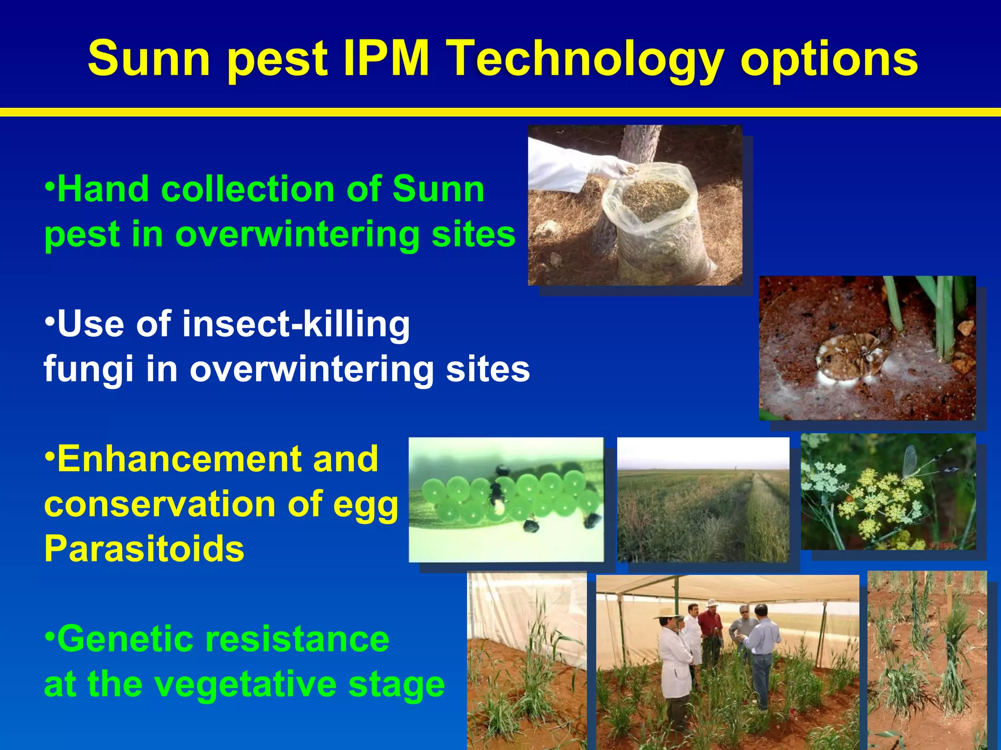 Hand collection of Sunn  pest in overwintering sites  Use of insect-killing fungi in overwintering sites  Enhancement and  conservation of egg  Parasitoids Genetic resistance  at the vegetative stage  Sunn pest IPM Technology options 