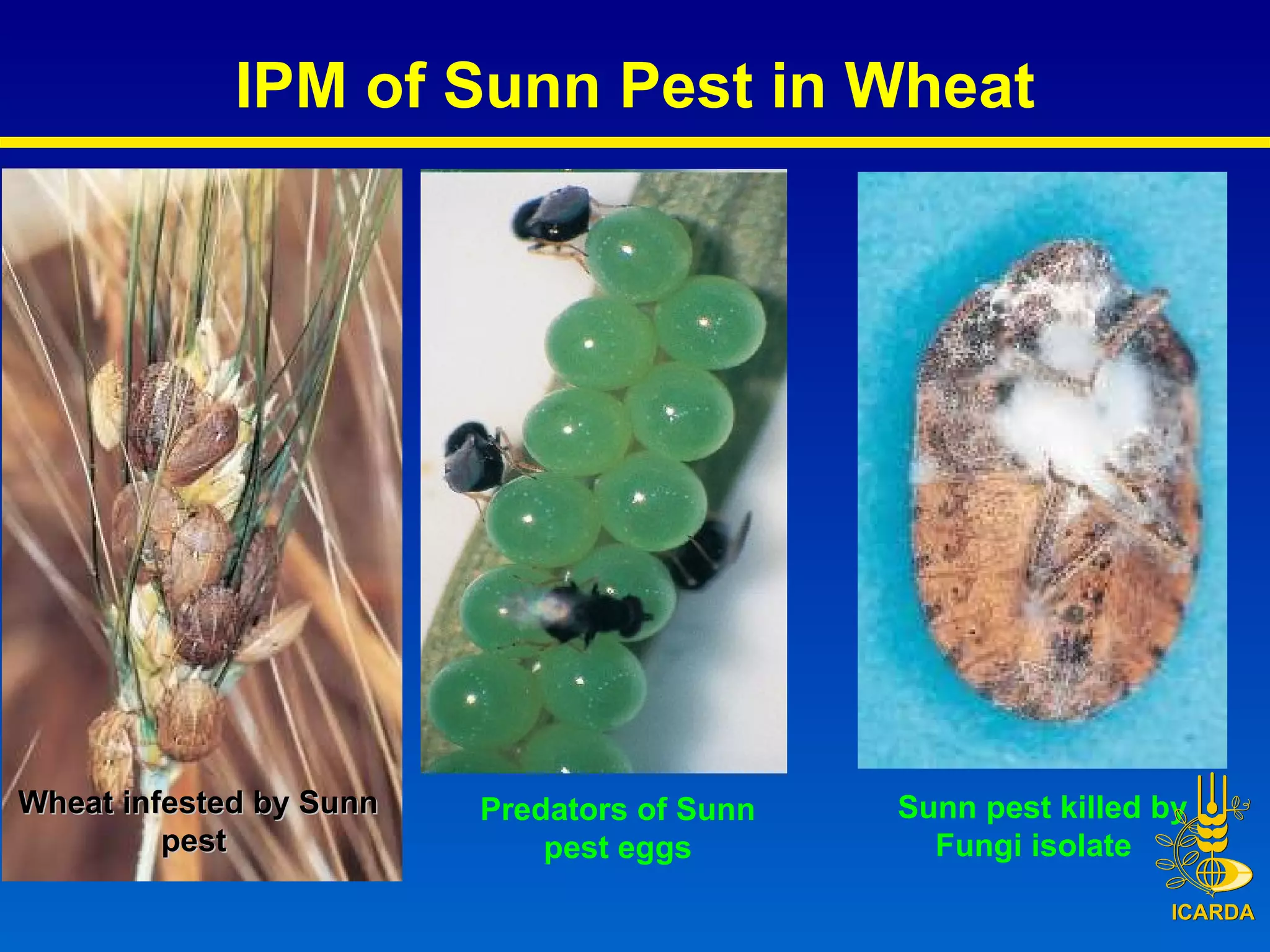 Wheat infested by Sunn pest  Predators of Sunn pest eggs Sunn pest killed by Fungi isolate  IPM of Sunn Pest in Wheat 