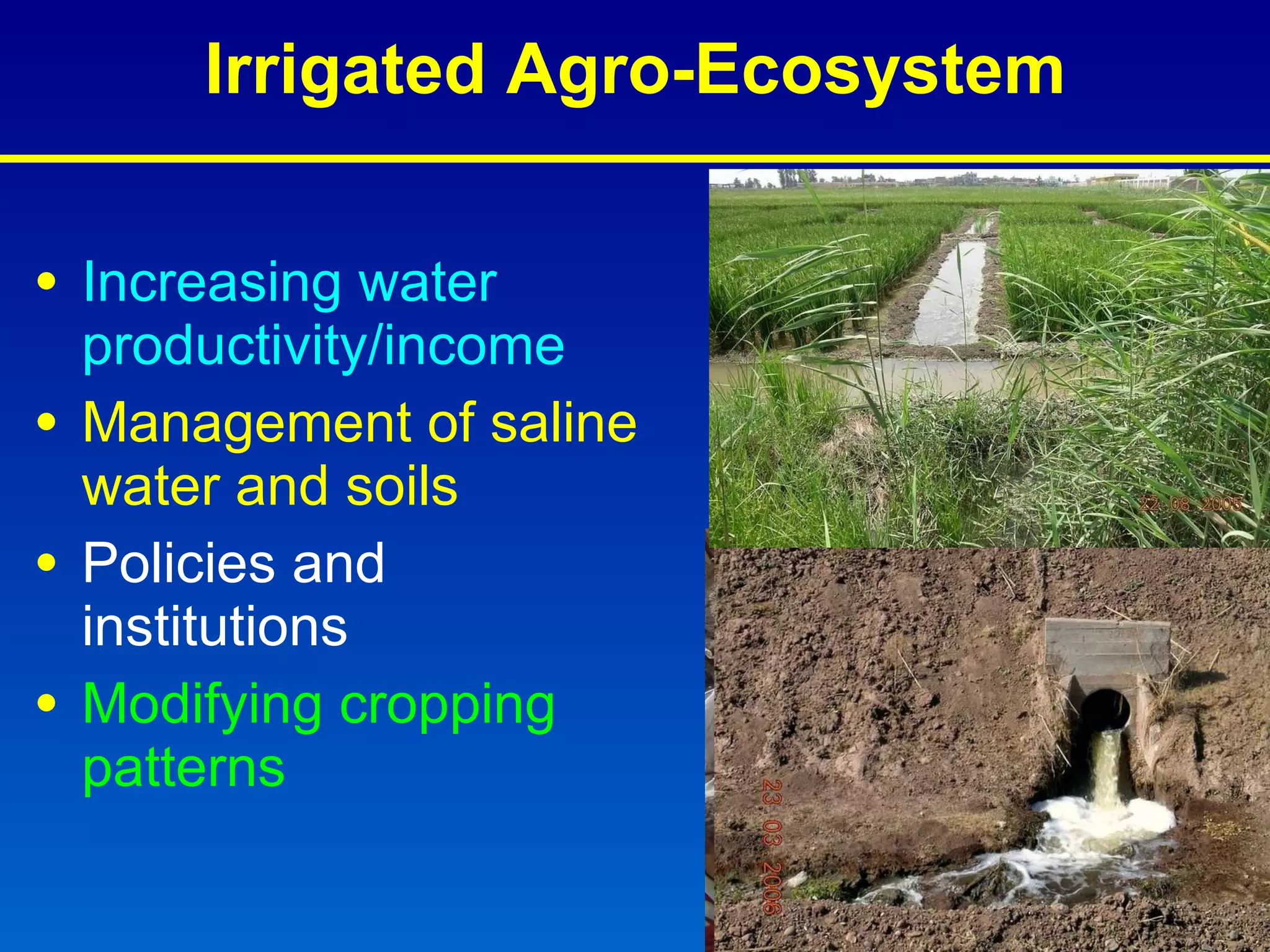 Irrigated Agro-Ecosystem Increasing water productivity/income Management of saline water and soils Policies and institutions Modifying cropping patterns 