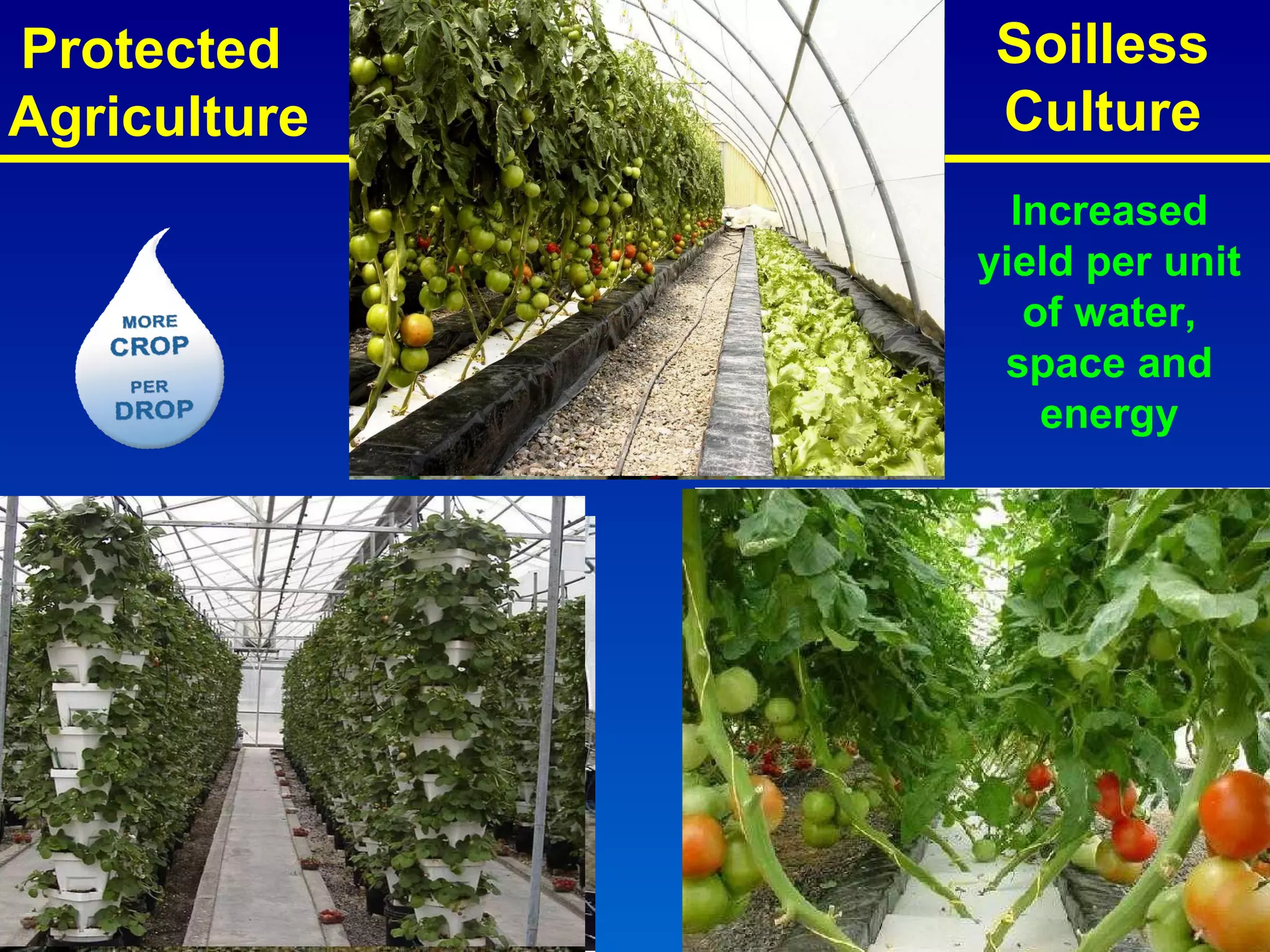 Soilless Culture Increased yield per unit of water, space and energy Protected  Agriculture 