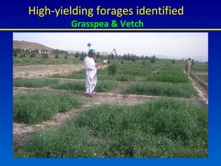 High-yielding forages identified  Grasspea & Vetch 