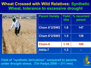 Wheat Crossed with Wild Relatives:  Synthetic Wheat, tolerance to excessive drought Yield of “synthetic derivatives” compa...