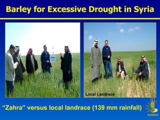 Barley for Excessive Drought in Syria Local Landrace “ Zahra” versus local landrace (139 mm rainfall) 