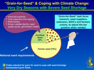 Farmer seed (75%) Certified Seed 25% National seed requirements Fields selected for grain for seed to cope with seed short...
