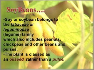 •Soy or soybean belongs to
the fabaceae or
leguminosae
(legume) family
which also includes peanuts,
chickpeas and other beans and
pulses.
•The plant is classed as
an oilseed rather than a pulse.
 