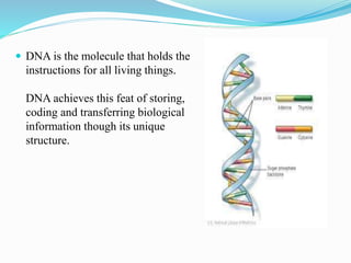  DNA is the molecule that holds the
instructions for all living things.
DNA achieves this feat of storing,
coding and transferring biological
information though its unique
structure.
 