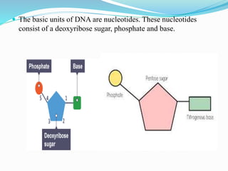  The basic units of DNA are nucleotides. These nucleotides
consist of a deoxyribose sugar, phosphate and base.
 