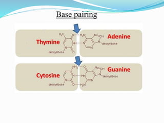 Base pairing
 