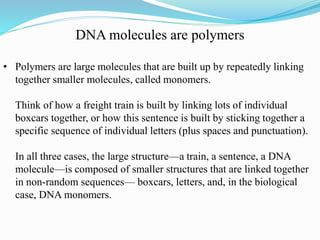 • DNA monomers are called nucleotides
• Just like a sentence “polymer” is composed of letter
“monomers,”
A DNA polymer is ...