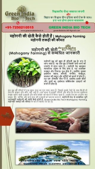 विश्वस्तरीय पौधा सप्लायर क
ं पनी
और
विहार का विश्वास ग्रीन इंविया िायो टेक क
े साथ।
हरा भरा होगा हमारा िातािरण
महोगनी की खेती क
ै से होती है | Mahogany Farming
महोगनी लकडी की कीमत
GREEN INDIA BIO TECH
+91-7250210515
www.greenindiabiotech.in greendiabiotech01@gmail.com
महोगनी की खेती
(Mahogany Farming) से सम्बंवधत जानकारी
इस वृक्ष की पत्तिय ों में एक खास तरह का गुण पाया जाता है, त्तजससे इसक
े पेड क
े पास त्तकसी भी
तरह क
े मच्छर और कीट नहीों आते है | इस वजह से इसकी पत्तिय ों और बीज क
े तेल का इस्तेमाल
मच्छर मारने वाली दवाइय ों और कीटनाशक क बनाने में त्तकया जाता है | इसक
े तेल का उपय ग कर
साबुन, पेंट, वात्तनिस और कई तरह की दवाइय ों क बनाया जाता है, महोगनी पेड से सम्बंवधत पूरी
जानकारी महोगनी की खेती क
ै से होती है, Green India Bio Tech Mahogany Farming,
महोगनी लकडी की कीमत क
े बारे में बताया जा रहा है|
मह गनी वृक्ष क बहुत ही कीमती वृक्ष क
े रूप में
जाना जाता है, यह ऐसा वृक्ष है त्तजसक
े सभी भाग क
उपय ग में लाया जाता है | मह गनी पेड खासकर
व्यापाररक उद्देश्य क
े त्तलए ह ता है, यह अत्यत्तिक
मजबूत और त्तटकाऊ वृक्ष ह ता है | इसत्तलए इसका
इस्तेमाल जहाज़, कीमती, फनीचर, प्लाईवुड,
सजावट की वस्तुए और मूत्ततिय ों क बनाने में ह ता है |
यह एक औषिीय पौिा भी है, इसत्तलए इसक
े बीज
और फ
ू ल ों का इस्तेमाल शक्तिवििक दवाइय ों क
बनाने में ह ता है|
 