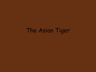 The Asian Tiger
 