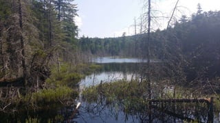 Beaver Foraging Preferences and Impacts on Forest Structure - RAS | PPTX