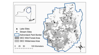 Beaver Foraging Preferences and Impacts on Forest Structure - RAS | PPTX