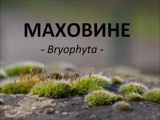 МАХОВИНЕ
 - Bryophyta -
 