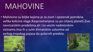 MAHOVINE
• Mahovine su biljke kojima je za zivot i opstanak potrebna
velika kolicina vlage.Rasprostranjene su po citavoj planeti.Zive
ravnicarskim predelima,ali i na vecim nadmorskim
visinama.Ima ih u svim klimatskim uslovima od
zarkog,tropskog pojasa do polarnih predela.
 