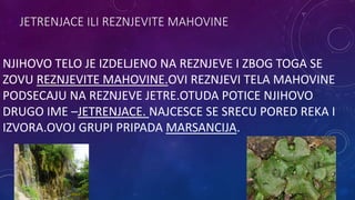 JETRENJACE ILI REZNJEVITE MAHOVINE
NJIHOVO TELO JE IZDELJENO NA REZNJEVE I ZBOG TOGA SE
ZOVU REZNJEVITE MAHOVINE.OVI REZNJEVI TELA MAHOVINE
PODSECAJU NA REZNJEVE JETRE.OTUDA POTICE NJIHOVO
DRUGO IME –JETRENJACE. NAJCESCE SE SRECU PORED REKA I
IZVORA.OVOJ GRUPI PRIPADA MARSANCIJA.
 