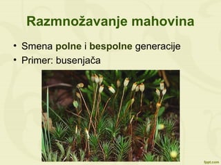 Razmnožavanje mahovina
• Smena polne i bespolne generacije
• Primer: busenjača
 