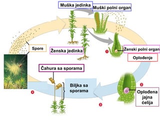 Muška jedinka
Muški polni organ
Ženska jedinka Ženski polni organ
Oplođenje
Oplođena
jajna
ćelija
Biljka sa
sporama
Čahura sa sporama
Spore
 