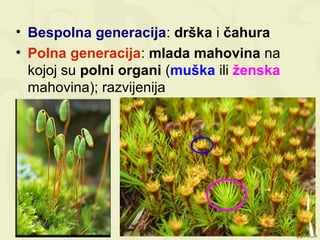 • Bespolna generacija: drška i čahura
• Polna generacija: mlada mahovina na
kojoj su polni organi (muška ili ženska
mahovina); razvijenija
 