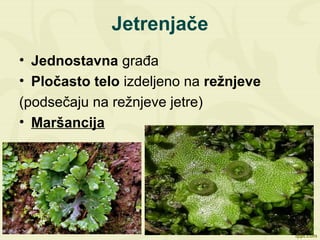 Jetrenjače
• Jednostavna građa
• Pločasto telo izdeljeno na režnjeve
(podsečaju na režnjeve jetre)
• Maršancija
 