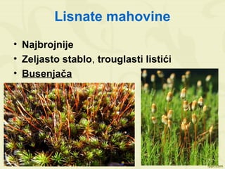 Lisnate mahovine
• Najbrojnije
• Zeljasto stablo, trouglasti listići
• Busenjača
 