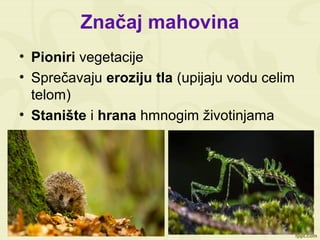 Značaj mahovina
• Pioniri vegetacije
• Sprečavaju eroziju tla (upijaju vodu celim
telom)
• Stanište i hrana hmnogim životinjama
 